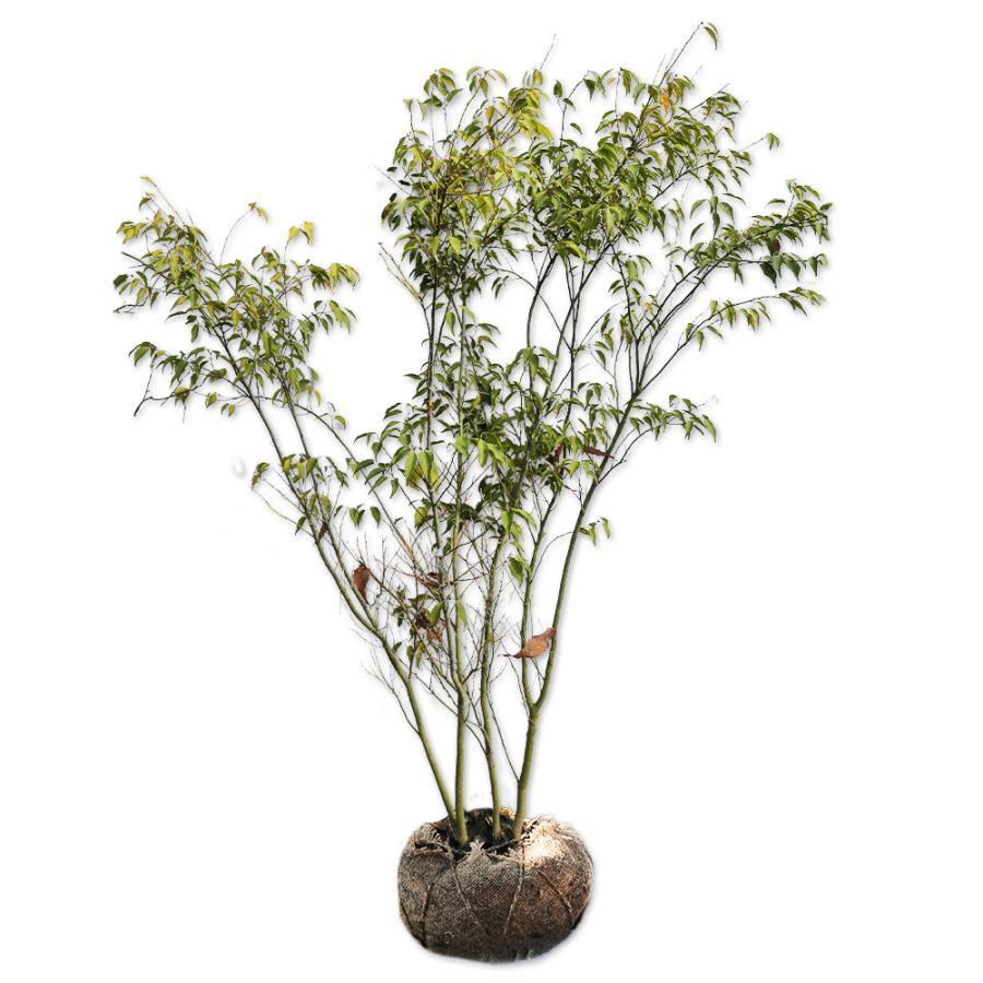 ハイノキ株立ち 1 2m露地 2本セット 送料無料 1年間枯れ保証 雑木 トオヤマグリーン 通販 Yahoo ショッピング