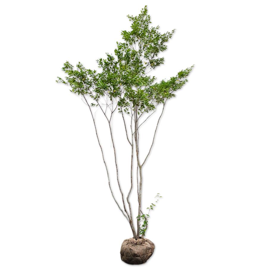 早割クーポン ハイノキ株立ち 2 3m露地 1本 1年間枯れ保証 雑木 在庫限り Prcs Org Pk