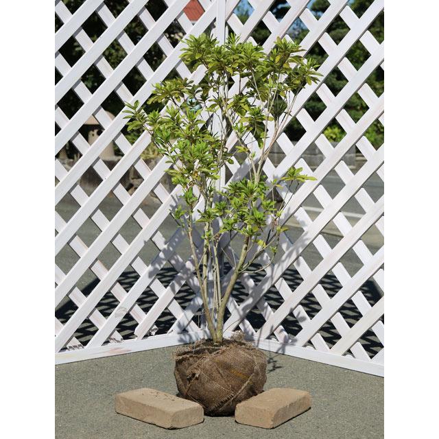 海外輸入 ヒラドツツジ 0 6m露地 5本セット 送料無料 1年間枯れ保証 低木 激安特価 Www Tiebreak Fr