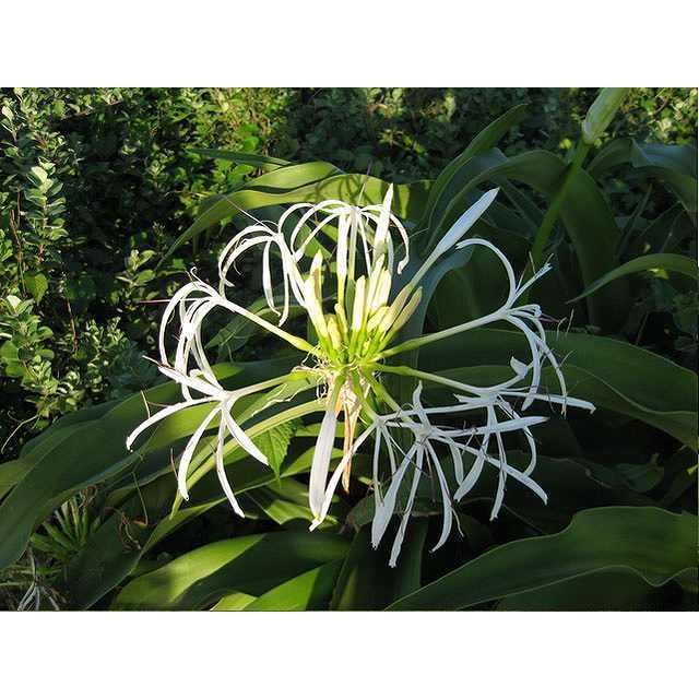 独特な店 ノビル 9 0cmポット 14本セット 送料無料 1年間枯れ保証 植木 庭木 Www Petromindo Com