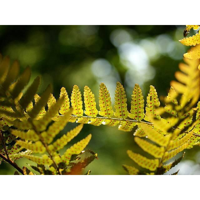 ベニシダ 10 5cmポット 1本 1年間枯れ保証 下草 トオヤマグリーン 通販 Yahoo ショッピング