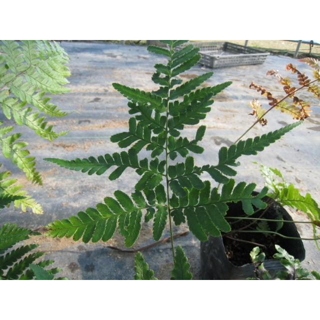 ベニシダ 10 5cmポット 1本 1年間枯れ保証 下草 トオヤマグリーン 通販 Yahoo ショッピング