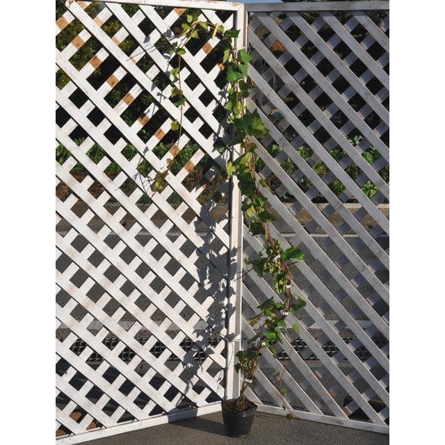 ヘデラ カナリエンシス 2 0m長尺15cmポット 1本 1年間枯れ保証 つる性 6052 トオヤマグリーン 通販 Yahoo ショッピング