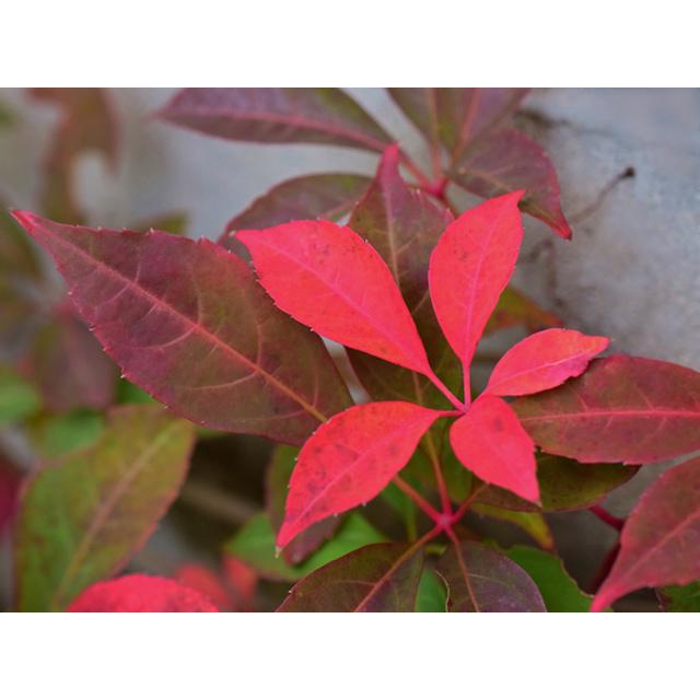 ヘンリーヅタ 2 0m長尺15cmポット 1本 1年間枯れ保証 植木 庭木 Www Nestorscapes Com