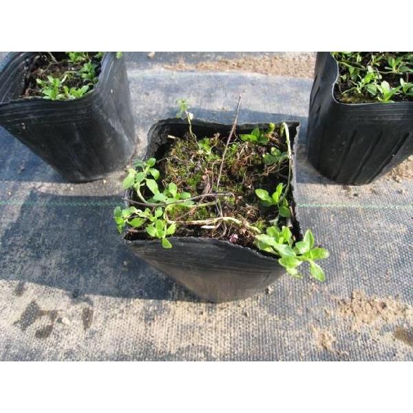 ペニーロイヤルミント 9 0cmポット 本セット 送料無料 当日出荷 1年間枯れ保証 ハーブ トオヤマグリーン 通販 Yahoo ショッピング