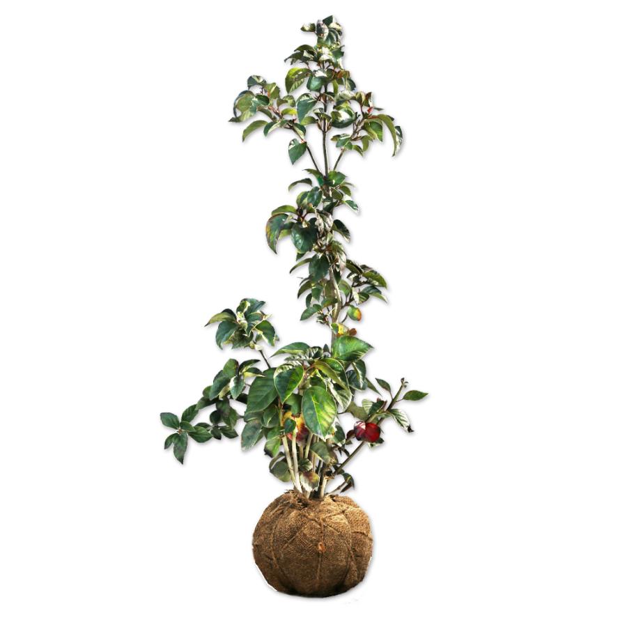 ハクサンボク 0 6m露地 1本 翌日出荷 雑木 新色追加して再販 1年間枯れ保証