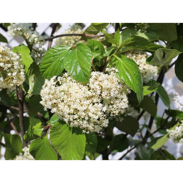 ハクサンボク 2 0m露地 1本 1年間枯れ保証 雑木 トオヤマグリーン 通販 Yahoo ショッピング