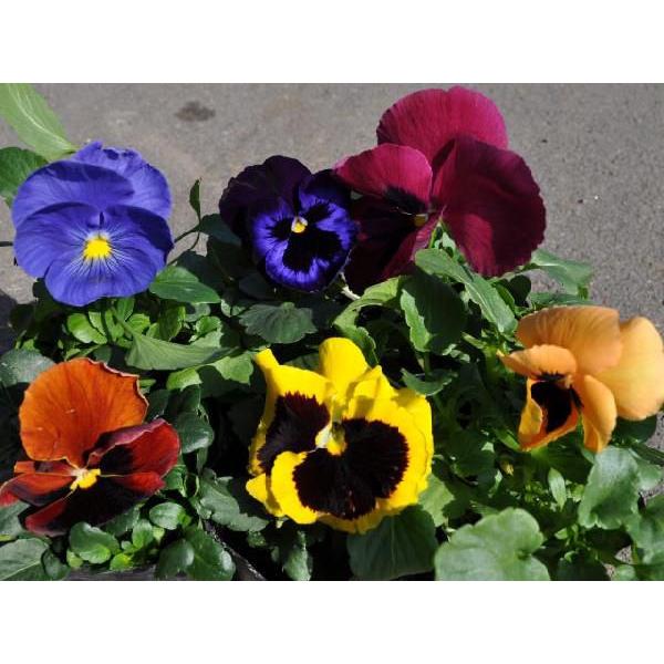 パンジー 9 0cmポット 35本セット 送料無料 秋冬の花苗 トオヤマグリーン 通販 Yahoo ショッピング