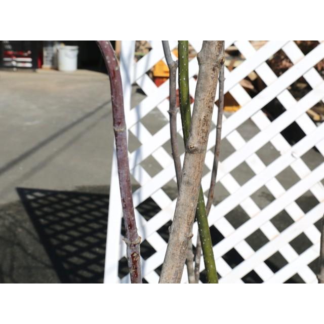 オープニング大放出セール ハウチワカエデ株立ち 2 3m露地 1本 1年間枯れ保証 雑木 配達指定 大型商品 初売りセール Www Hbleisure Com