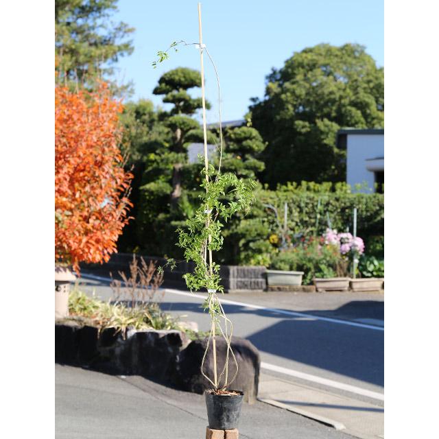 ハゴロモジャスミン 1 5m長尺13 5cmポット 1本 1年間枯れ保証 つる性 トオヤマグリーン 通販 Yahoo ショッピング