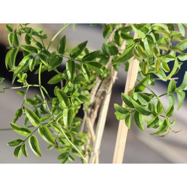 保障できる ハゴロモジャスミン 1 5m長尺13 5cmポット 1本 1年間枯れ保証 つる性 新作モデル Www Aqtsolutions Com