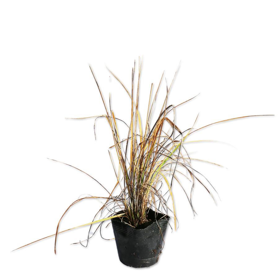 ハチジョウススキ 12cmポット 1本 1年間枯れ保証 山野草 Segurosaurora Com
