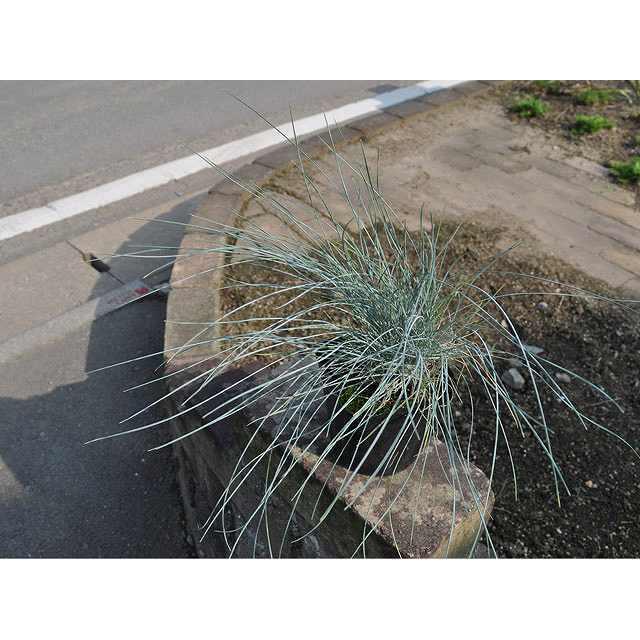 フェスツカ グラウカ 10 5cmポット 35本セット 送料無料 1年間枯れ保証 下草 トオヤマグリーン 通販 Yahoo ショッピング