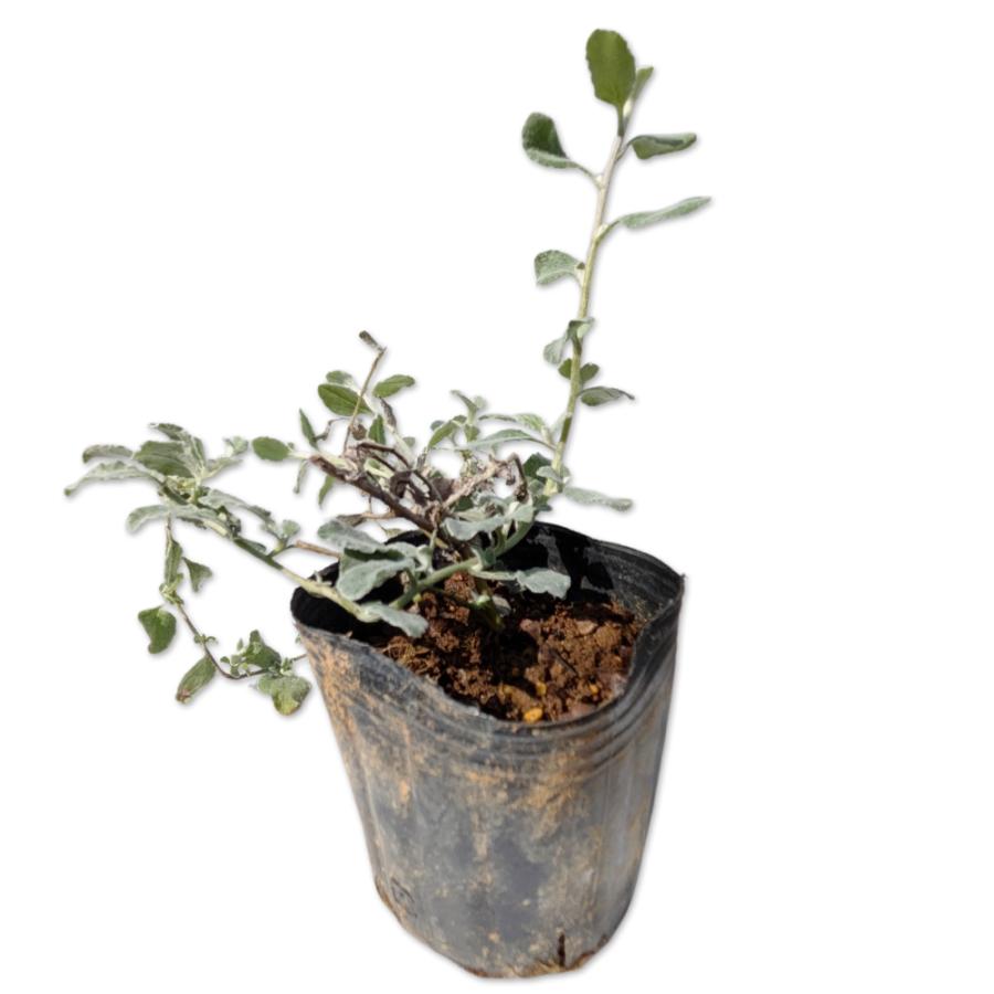 ヘリクリサム シルバー 9 0cmポット 1本 1年間枯れ保証 下草 トオヤマグリーン 通販 Yahoo ショッピング