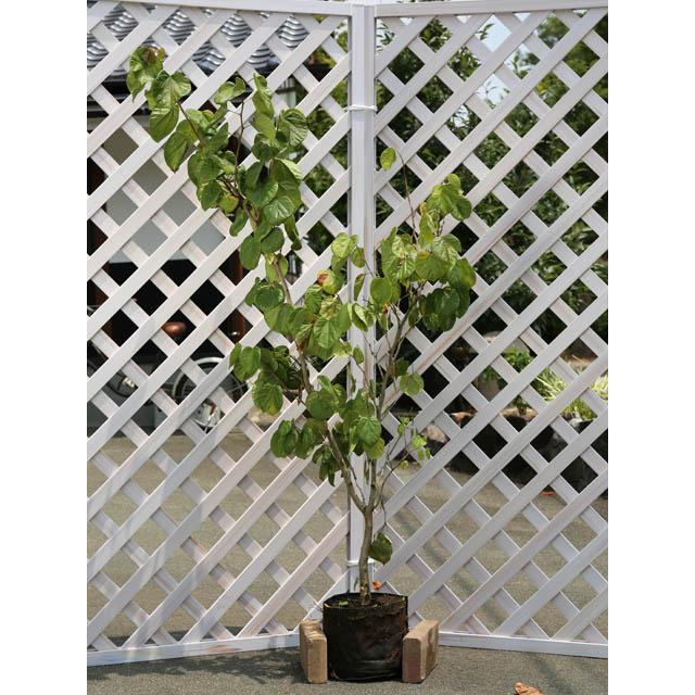 安い購入 ハナズオウ 1 7m露地 1本 1年間枯れ保証 春に花が咲く木 即発送可能 Www Technet 21 Org