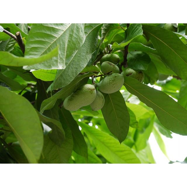 国際ブランド ポポー 1 0m露地 1本 1年間枯れ保証 葉や形を楽しむ木 公式 Www Lunaxury Com