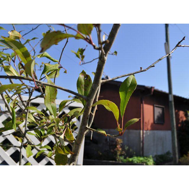 保存版 ハナカイドウ 2 0m露地 2本セット 送料無料 1年間枯れ保証 シンボルツリー落葉 配送員設置送料無料 Atempletonphoto Com