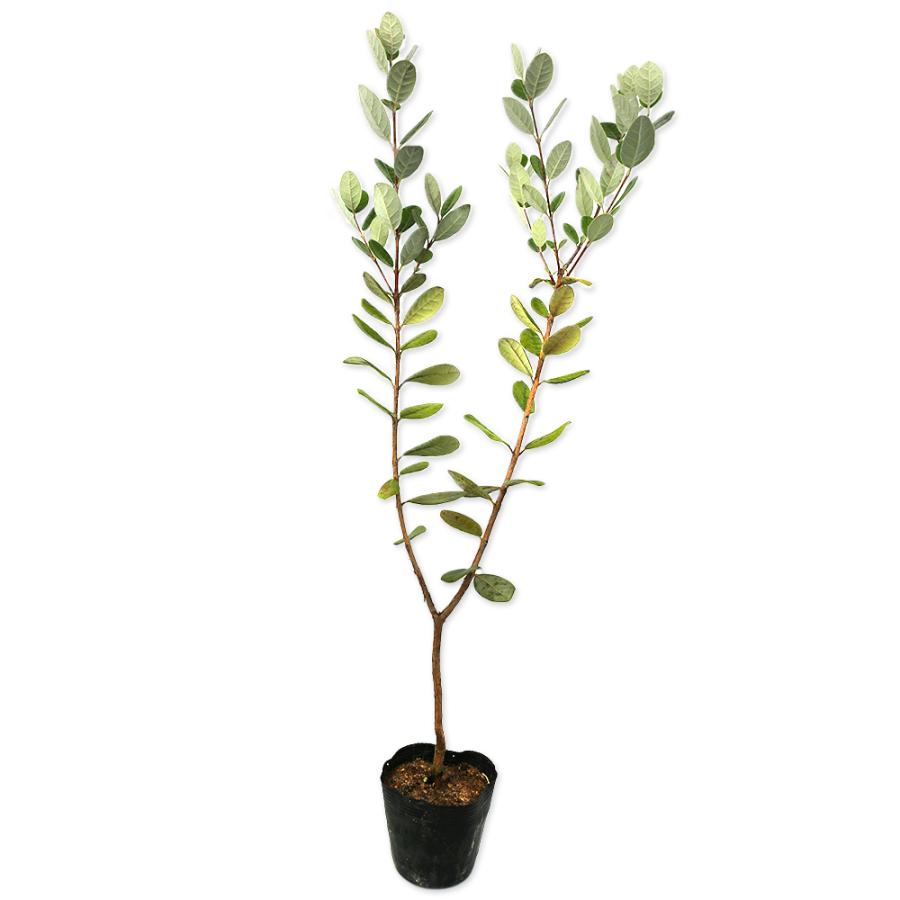 フェイジョア 0 5m10 5cmポット 8本セット 送料無料 1年間枯れ保証 葉や形を楽しむ木 トオヤマグリーン 通販 Yahoo ショッピング