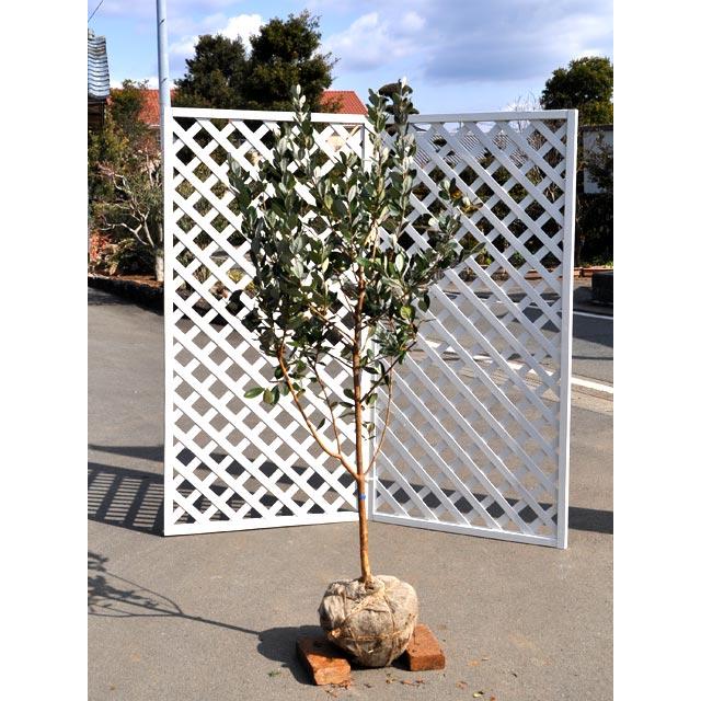 捧呈 フェイジョア 1 5m露地 1本 1年間枯れ保証 葉や形を楽しむ木