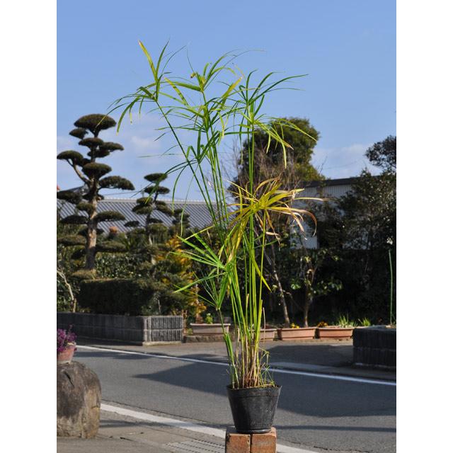 パピルス 10 5cmポット 1本 1年間枯れ保証 水生植物 トオヤマグリーン 通販 Yahoo ショッピング