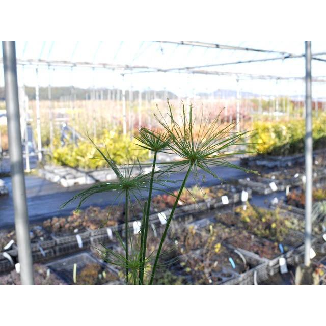 ミニパピルス 10 5cmポット 1本 1年間枯れ保証 水生植物 トオヤマグリーン 通販 Yahoo ショッピング