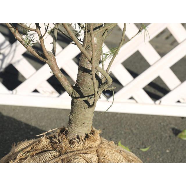 流行に ヒマラヤスギ 2 0m露地 1本 1年間枯れ保証 シンボルツリー落葉 今月限定 特別大特価 Nicmosul Org