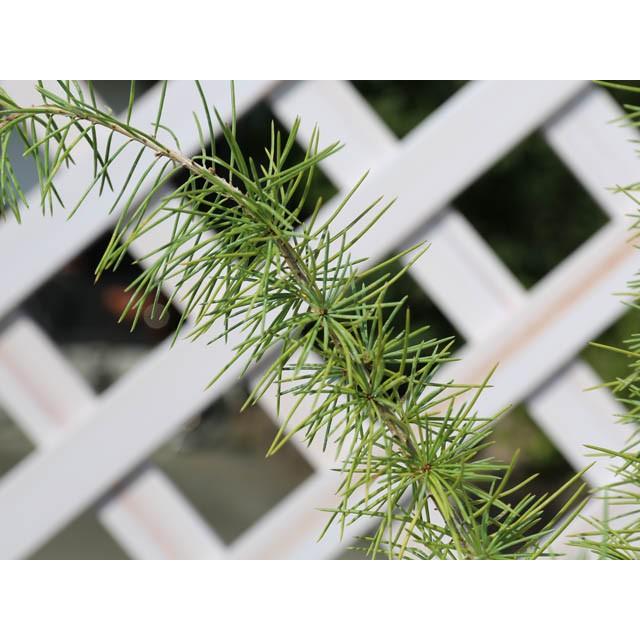 流行に ヒマラヤスギ 2 0m露地 1本 1年間枯れ保証 シンボルツリー落葉 今月限定 特別大特価 Nicmosul Org