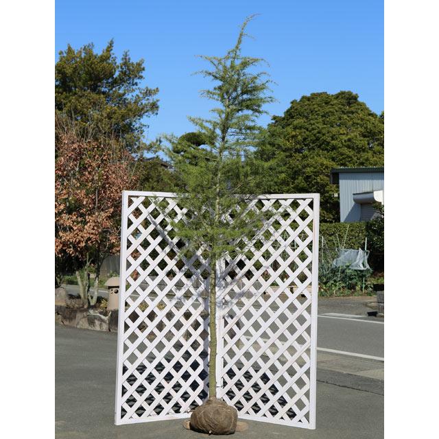 即日出荷 ヒマラヤスギ 2 3m露地 1本 1年間枯れ保証 シンボルツリー落葉 楽天1位 Talentoindustrial Com