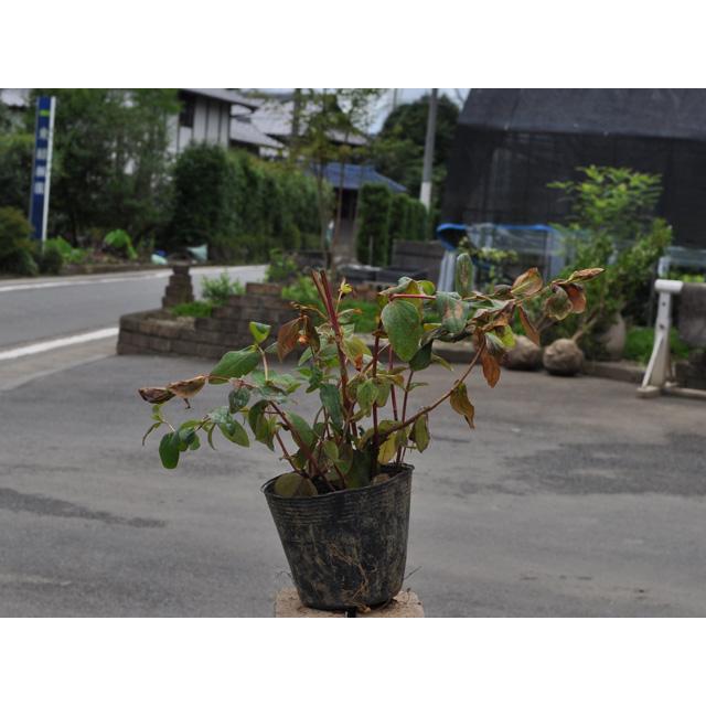 ヒペリカム アルバリーパープル 10 5cmポット 1本 1年間枯れ保証 低木 トオヤマグリーン 通販 Yahoo ショッピング