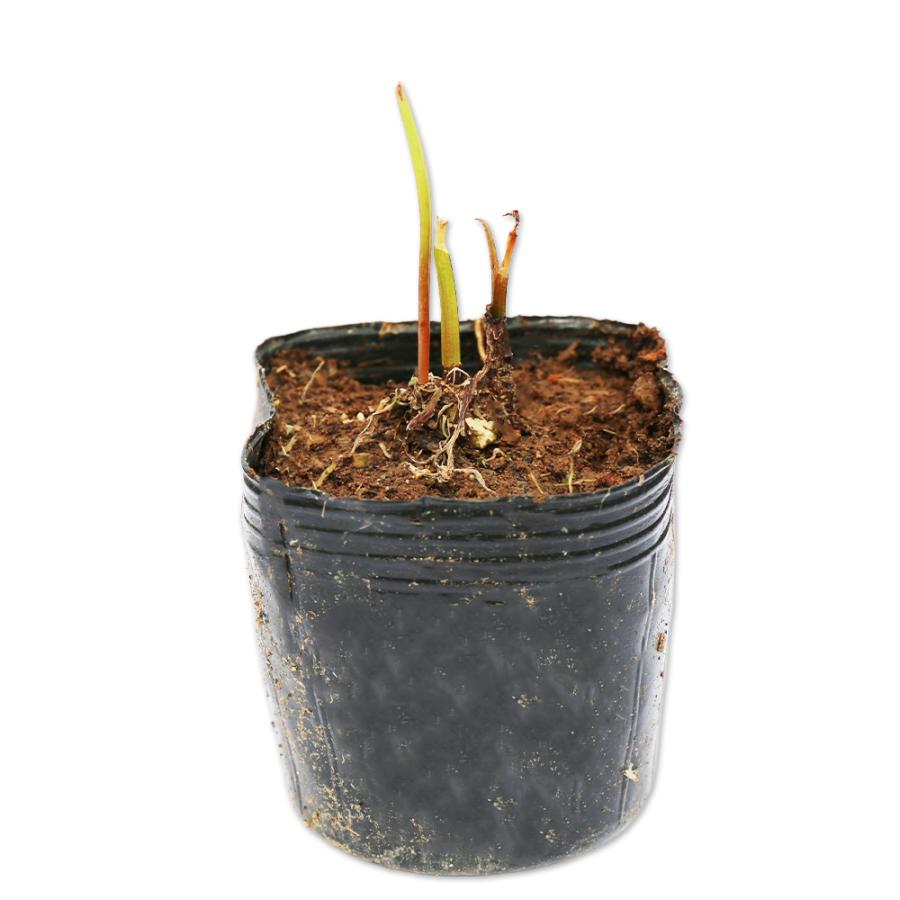 ハナニラ 斑入り 9 0cmポット 14本セット 送料無料 1年間枯れ保証 球根 トオヤマグリーン 通販 Yahoo ショッピング