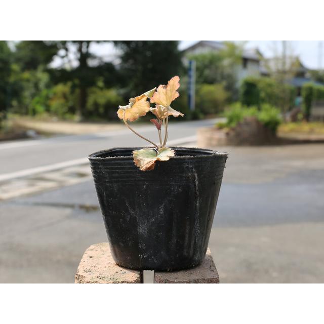 新しいコレクション ヒューケラ エボニー 10 5cmポット 14本セット 送料無料 1年間枯れ保証 下草 トオヤマグリーン 通販 Yahoo ショッピング 内祝い Teste Zeky Com Br