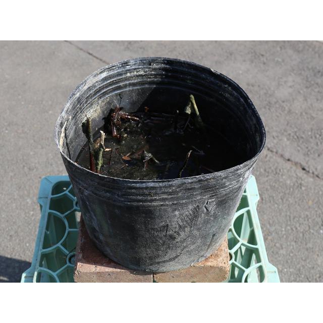 定番 中型八重） 宵娘王脚（淡黄 ハス 24cmポット 水生植物 1年間枯れ保証 1本 水生植物