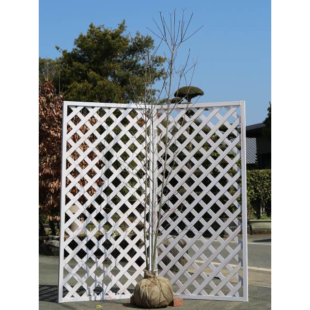 シンボルツリー落葉 大型商品 2 5m露地 2本セット 落葉樹 赤花株立ち 1年間枯れ保証 個別送料5600円 ハナミズキ 赤花株立ち