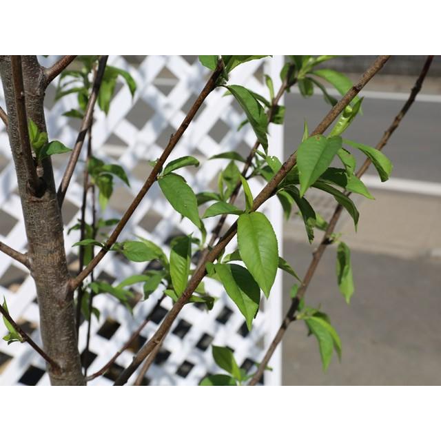 ハナモモ桃花 2 0m露地 1本 1年間枯れ保証 シンボルツリー落葉 6513 トオヤマグリーン 通販 Yahoo ショッピング