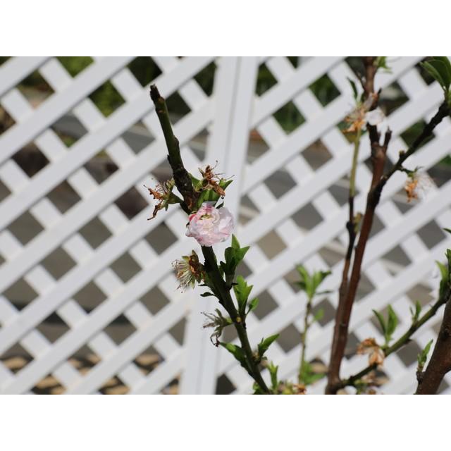 ハナモモ源平 2 0m露地 2本セット 送料無料 1年間枯れ保証 シンボルツリー落葉 トオヤマグリーン 通販 Yahoo ショッピング