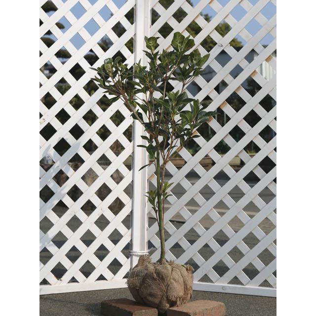 注目の ホンコンドウダン ピンクシャンデリア 0 8m露地 1本 1年間枯れ保証 春に花が咲く木 肌触りがいい Homologacao Asystem Com Br