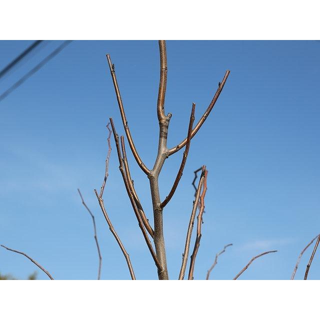 アメリカハナズオウ ハートオブゴールド 2 0m露地 2本セット 送料無料 1年間枯れ保証 春に花が咲く木 トオヤマグリーン 通販 Yahoo ショッピング