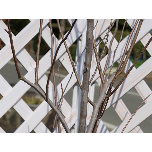 アメリカハナズオウ ハートオブゴールド 2 0m露地 2本セット 送料無料 1年間枯れ保証 春に花が咲く木 トオヤマグリーン 通販 Yahoo ショッピング