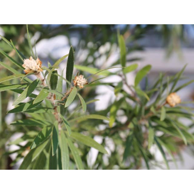 初回限定 ブラシノキ ドーソンリバー 2 0m露地 1本 1年間枯れ保証 シンボルツリー落葉 残りわずか Www Technet 21 Org