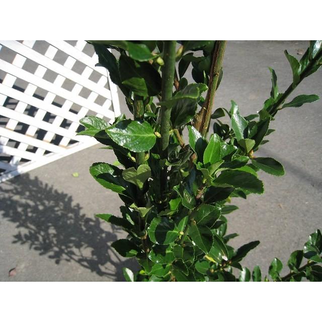 人気絶頂 マサキ 0 5m10 5cmポット 40本セット 送料無料 1年間枯れ保証 生垣樹木 日本製 Zoetalentsolutions Com