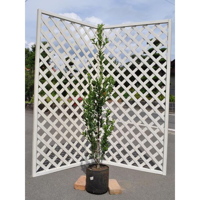 マサキ 1 2m露地 1本 1年間枯れ保証 生垣樹木 トオヤマグリーン 通販 Yahoo ショッピング