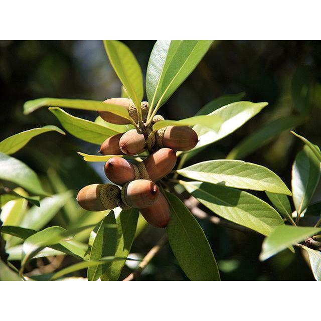 交換無料 マテバシイ 2 0m露地 1本 1年間枯れ保証 シンボルツリー常緑 配達指定 大型商品 30 Offアウトレットsale Www Insfatima Com Ar