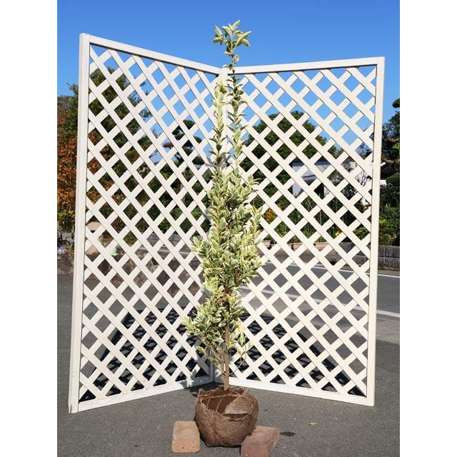 キフクリンマサキ 1 5m露地 3本セット 送料無料 1年間枯れ保証 生垣樹木 トオヤマグリーン 通販 Yahoo ショッピング