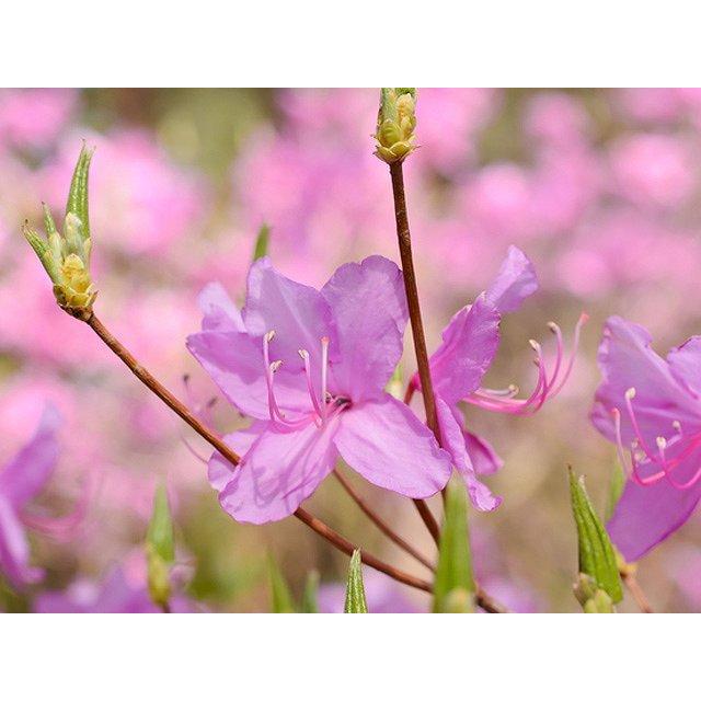 新品入荷 ミツバツツジ 1 7m露地 1本 1年間枯れ保証 植木 庭木 Labelians Fr