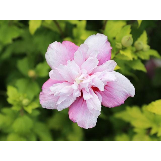 ムクゲ 0 3m10 5cmポット 1本 当日出荷 1年間枯れ保証 夏に花が咲く木 サイズ交換ｏｋ