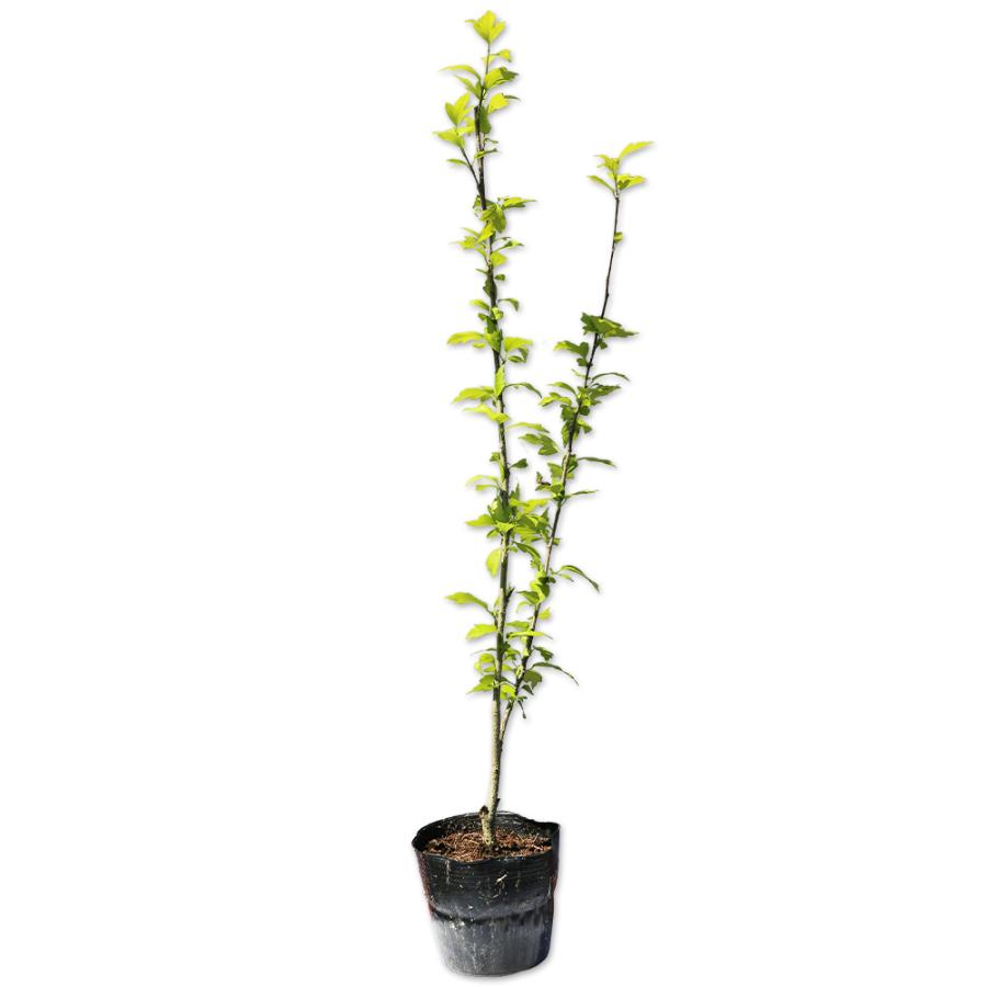 ムクゲ 0 6m15cmポット 1本 当日出荷 1年間枯れ保証 夏に花が咲く木 トオヤマグリーン 通販 Yahoo ショッピング