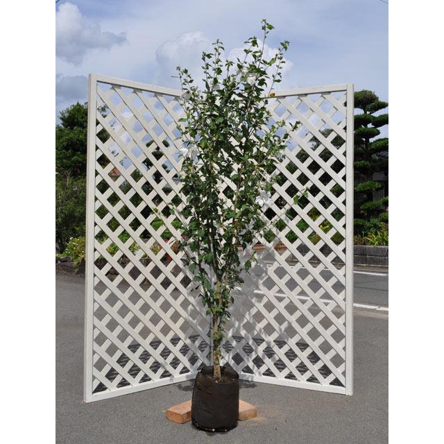 ムクゲ 1 5m露地 1本 1年間枯れ保証 シンボルツリー落葉 トオヤマグリーン 通販 Yahoo ショッピング