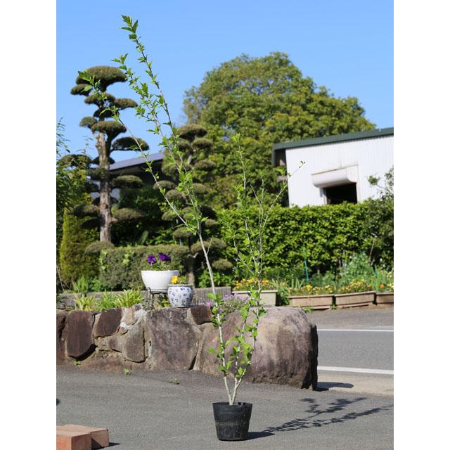 ムクゲ 1 7m15cmポット 3本セット 1年間枯れ保証 夏に花が咲く木 トオヤマグリーン 通販 Yahoo ショッピング