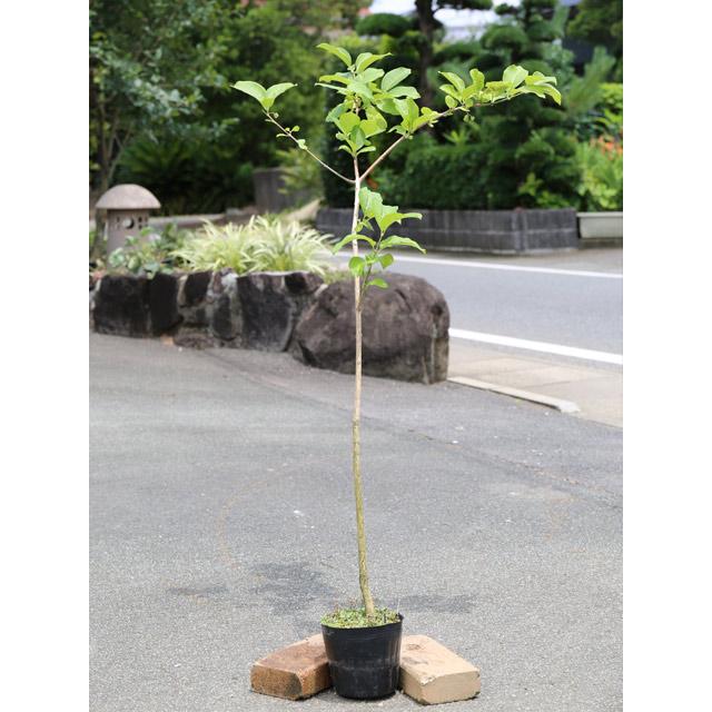 新作人気モデル マユミ 1.0m15cmポット 1本 当日出荷 1年間枯れ保証 葉や形を楽しむ木