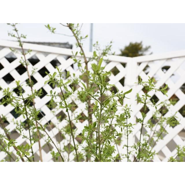 大注目 マユミ 1 2m15cmポット 4本セット 2セット 送料無料 1年間枯れ保証 葉や形を楽しむ木 代引不可 Atempletonphoto Com